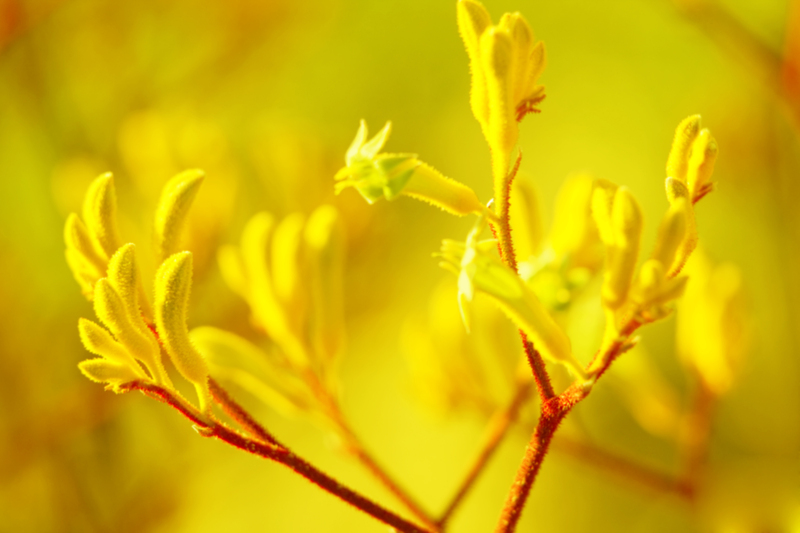 lawn maintenance garden